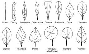 Examples Of Leaf Shapes Download Scientific Diagram