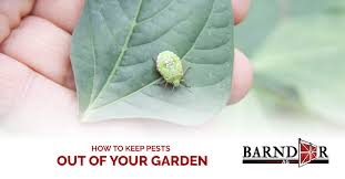 Check spelling or type a new query. How To Keep Pests Out Of Your Garden Barndoor Ag