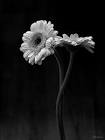 Silent Whispers
