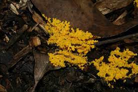 Slime mold on mulch (provided by dr. Slime Moulds Agriculture And Food