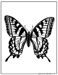 Coloriages De Papillons Coloriage De Papillon Tigre Coloriage Papillon Tatouage De Papillon Coloriage