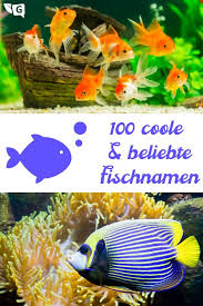 100 Fischnamen Von A Z Coole Und Beliebte Namen Fur Fische Gartendialog De Fische Haustier Tiere
