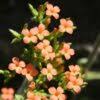 Image result for Kalanchoe crenata