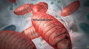 Cause Of Mitochondrial Disease One Step Closer To Being Discovered Topics