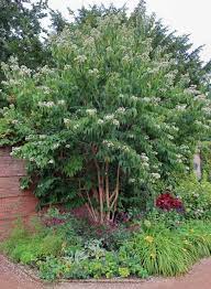 White flowering trees in spring in iowa. 15 Great Flowering Trees For Iowa Gardens Progardentips