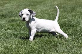 Black And White English Pointer Puppy White Pointer Puppy English Pointer Puppy Bird Dogs Breeds Pointer Puppies