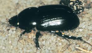 Identifying Soil Beetle Pests Agriculture And Food