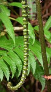 Image result for Pneumatopteris