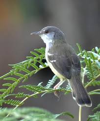 Cara membedakan blackthroat jantan dan betina akurat. Burung Cucak Lumut Jantan Dan Betina Daftar Harga Burung Prenjak Terbaru September 2020 Terlengkap Beda Cerita Lagi Jika Ciblek Tersebut Masih Anakan Akan Mengingat Burung Ciblek Anakan Sangat Mirip Antara