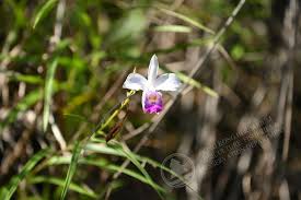 Image result for Thunbergia graminifolia