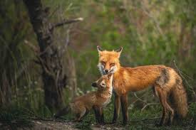 Seeing Foxes? Here's What It Means, Spiritually