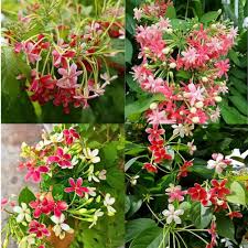 Image result for Combretum indicum