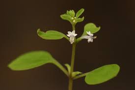 Image result for Aeollanthus neglectus