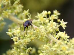 Image result for Searsia natalensis