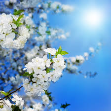 Flower photography composition is one of the most important elements of any genre of photography. Spring Scenic Vinyl Cloth Sunny White Flowers Photography Backdrops For Wedding Newborn Kids Photo Studio Portrait Backgrounds Backdrops For Wedding Photography Backdropsflower Photography Backdrops Aliexpress