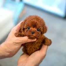 There is no officially recognized. 30 Teacup Puppies That Are So Plushy You Won T Believe They Re Real