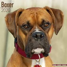 Please email us for information. Boxer Euro Calendar Dog Breed Calendars 2019 2020 Wall Calendars 16 Month By Avonside Multilingual Edition Megacalendars 9781785805776 Amazon Com Books