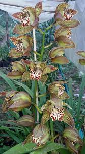 Pin By Flowers In Heart On Cymbidium Orchids Orchid Flower Orchids Cymbidium Orchids