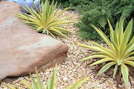 Quality, healthy plants are typically found at your local garden center and are normally labeled as such: Succulent Landscaping Trends Debra Lee Baldwin