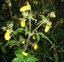 Image result for Scrophulariaceae