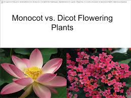 Floral pattern stock photos and images. Monocot Vs Dicot Flowering Plants Ppt Video Online Download