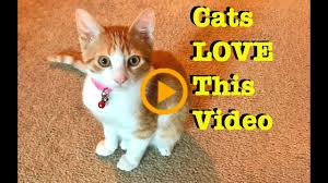 Video For Your Cat To Watch Entertainment For Cats Cat Tv Cat Cats Entertainment Video Watch The Benefits Of Pet Feeding In 2020 Cat Love Cats Cute Animals