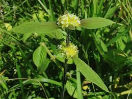 Image result for Mitracarpus