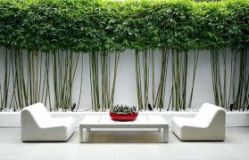 Bamboo garden will follow a comprehensive check list to disinfect common areas on a daily basis. Tips For A Low Maintenance Bamboo Backyard Weather Stationary