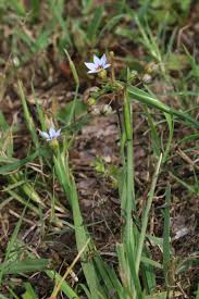 Image result for Sisyrinchium micranthum