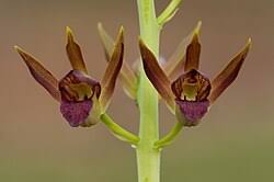 Image result for Eulophia hirschbergii