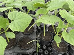 Image result for tomato seedling damping off