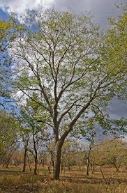 Image result for Brachystegia glaucescens