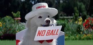 The Dogs Of Bollywood South Asian Lifestyle Rajesh finds life hard without pooja, and he finds it. the dogs of bollywood south asian