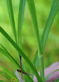 Image result for Hemarthria