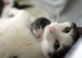 So Sweet Baby Cats Crazy Cats Cute Animals