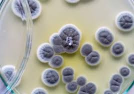 Image result for Penicillin
