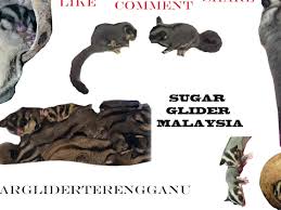 Sugar glider malaysia follow my instagram @sugargliderterengganu don't forget to like,share,comment and subscribe guyssss !!! Sugar Glider Malaysia Live Stream Youtube