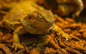 Bearded Dragon Feeding For Different Ages Of Pet Dragons