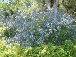 Ceanothus 'concha' is an evergreen cultivar with arching branches and a dense growth habit. Ceanothus Concha Concha California Lilac Plantmaster