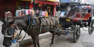 Maybe you would like to learn more about one of these? Sepi Wisatawan Kusir Andong Di Yogyakarta Terpaksa Jual Kuda Demi Bertahan Hidup Merdeka Com