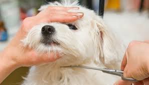 How To Trim Your Dog S Face Hair With Scissors Pets 2020 Pet Grooming Ev Kopekleri Kuaforler