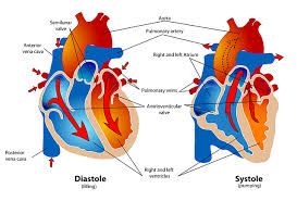 The tunica medica, which is the very muscular middle layer in arteries, is thinner and less muscular in veins. The Heart For Kids Cool Kid Facts