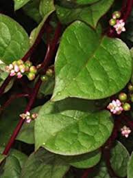 Image result for Basella