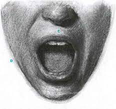 How The Mouth Changes Shape As It Opens Facial Expressions Lips Drawing Open Mouth Drawing Pencil Drawings For Beginners