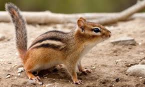 Maybe you would like to learn more about one of these? Ardilla Listada Hogarmania