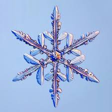 The Unbelievable World Of Snowflakes Snowflakes Real Snow Crystal Snowflakes