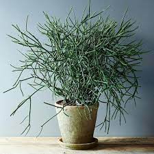 Pencil Cactus Pencil Cactus Plant Cuttings Plants