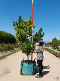 Image result for Apodytes dimidiata