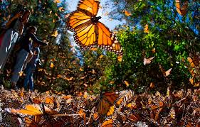 Check spelling or type a new query. Over 300 Million Monarch Butterflies Are About To Descend On North Carolina