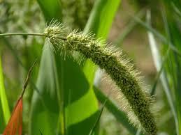 Image result for Setaria viridis